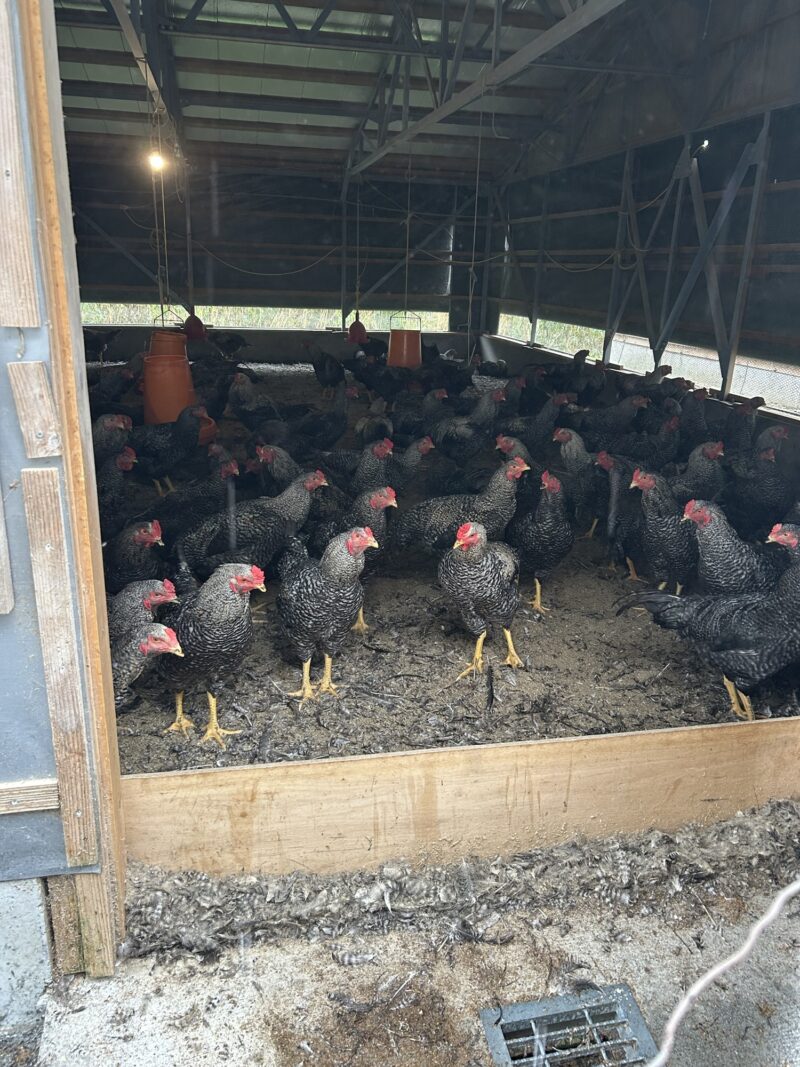 伊豆 堀江養鶏場 天城軍鶏