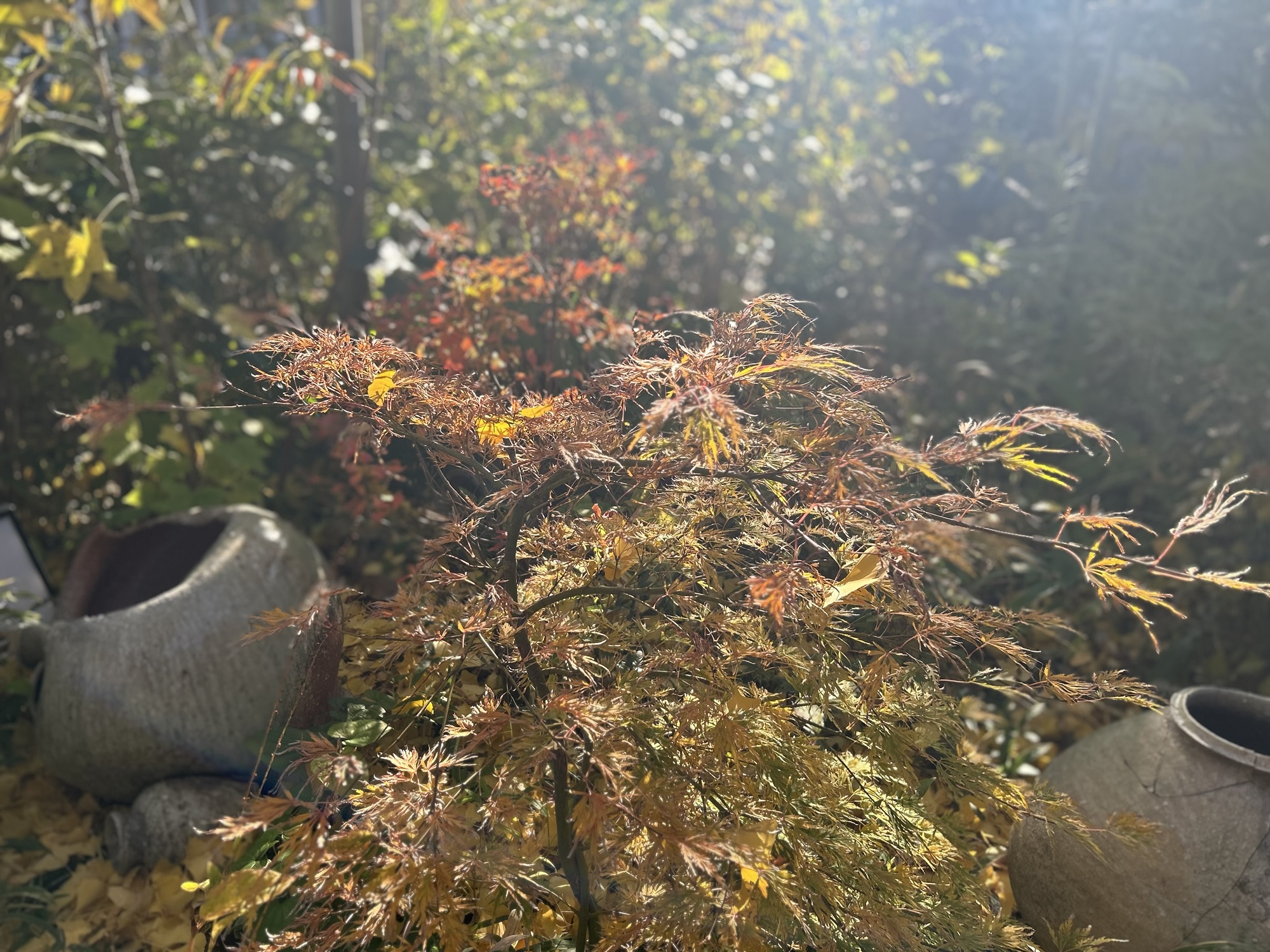 鎌倉 北じま 店の外観