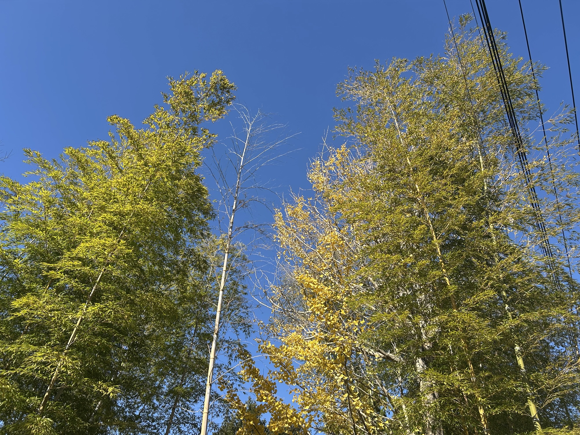 鎌倉 北じま 店の外観