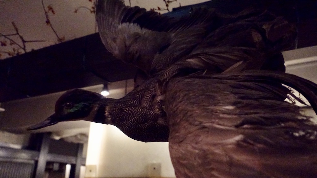 六本木 またぎ 剥製