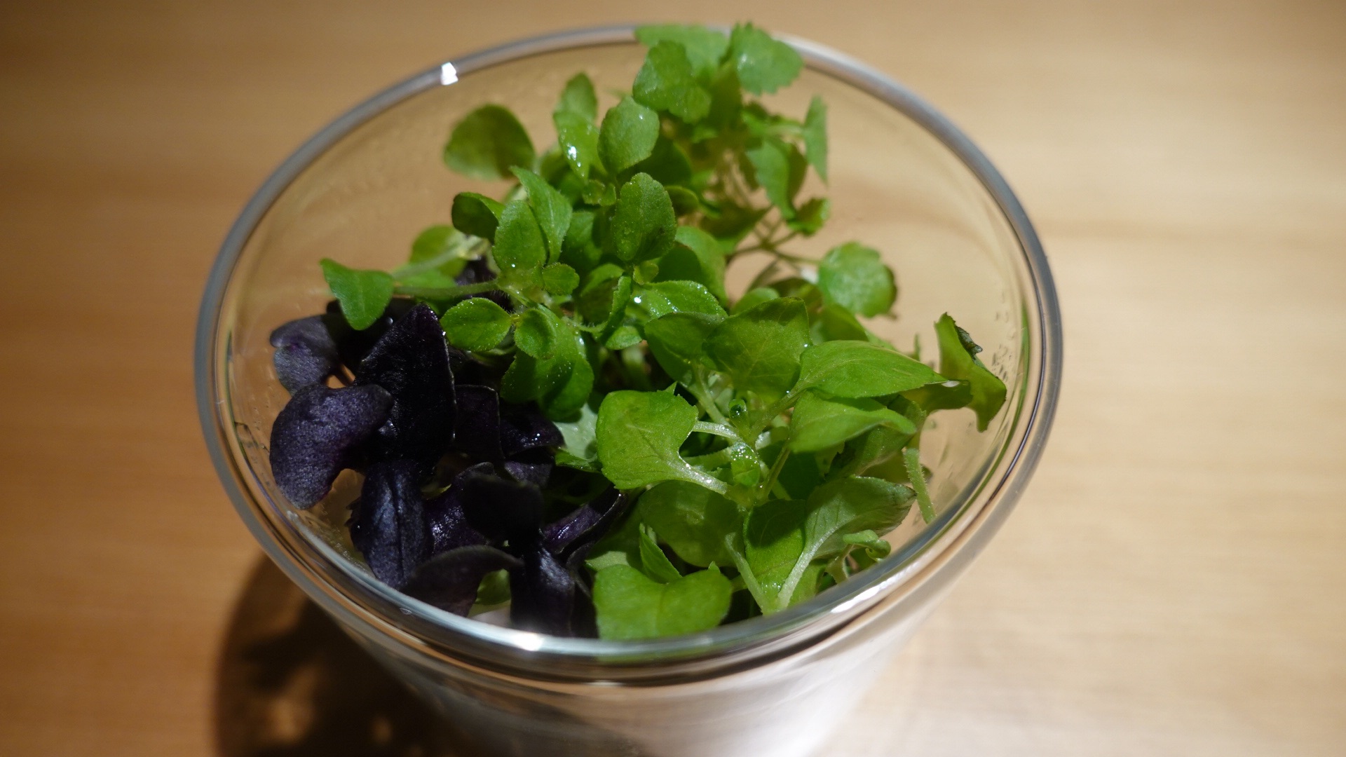 六本木 SUKIYAKI 六松 村上農園のマイクロハーブのサラダ