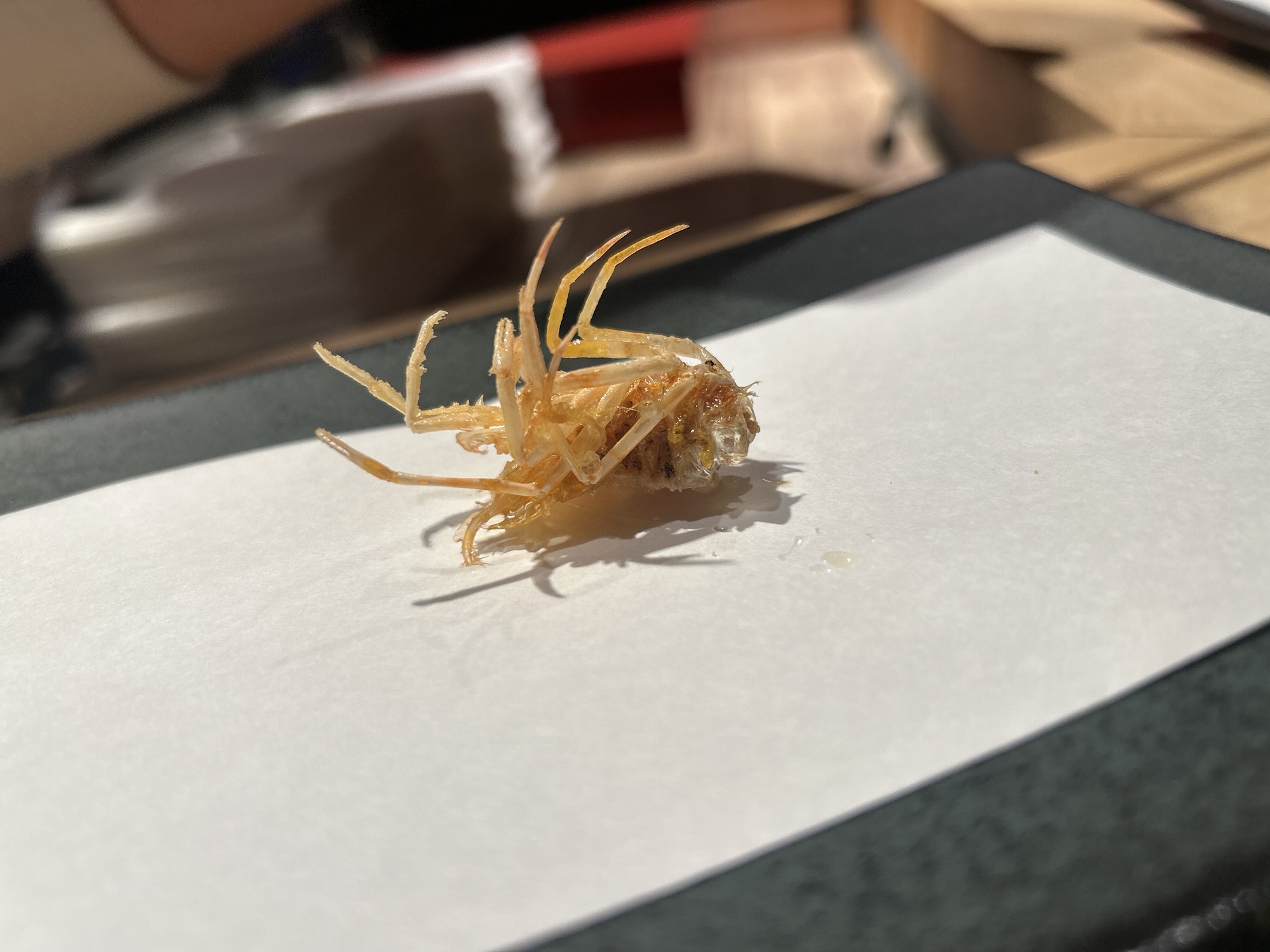 代々木上原 喜わ 海老の脚